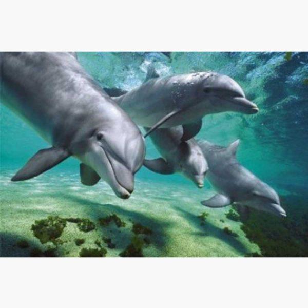 Αφίσες Άγρια Ζώα - Underwater Beauty A Pod of Dolphins