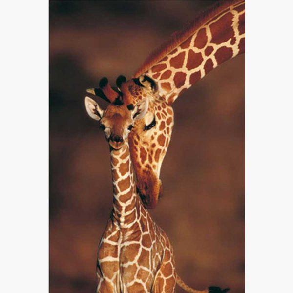 Αφίσες Άγρια Ζώα - Tenderness, Giraffe and Calf