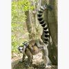 Αφίσες Άγρια Ζώα - Taking A Ride Ring Tailed Lemurs