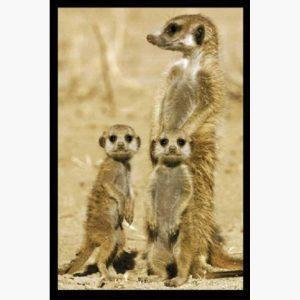 Αφίσες Άγρια Ζώα - Meerkats, A Meerkat Family