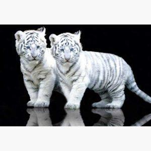 Αφίσες Άγρια Ζώα - Pair of White Tiger Cubs