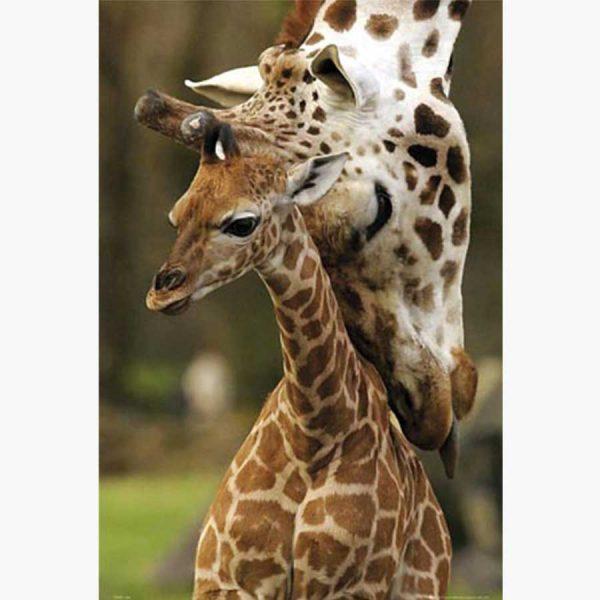 Αφίσες Άγρια Ζώα - Mother and Child, Giraffes