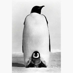 Αφίσες Άγρια Ζώα - Baby Penguin, Black & White