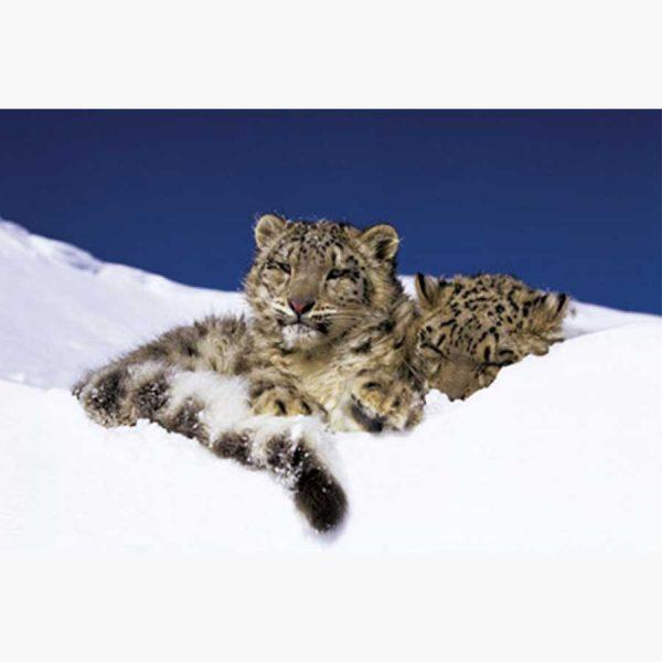 Αφίσες Άγρια Ζώα - Two Young Snow Leopards