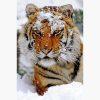 Αφίσες Άγρια Ζώα - Siberian Tiger in Snow