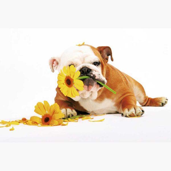 Αφίσες Γάτες, Σκύλοι - Dog with Flower