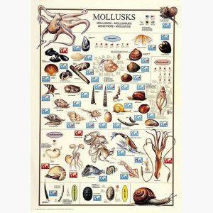 Εκπαιδευτικές Αφίσες - Mollusks